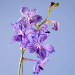 Orquídea Vanda