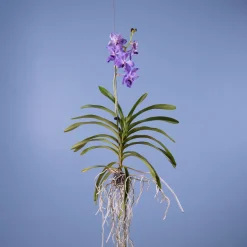 Orquídea Vanda