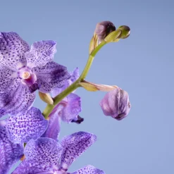 Orquídea Vanda