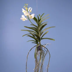 Orquídea Vanda