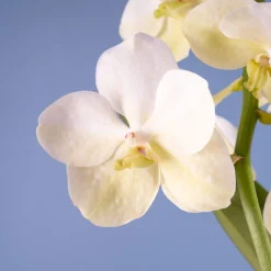 Orquídea Vanda