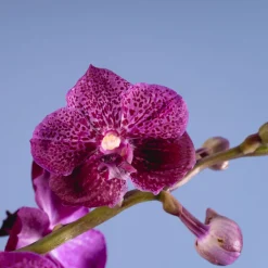 Orquídea Vanda