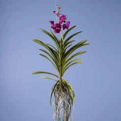 Orquídea Vanda