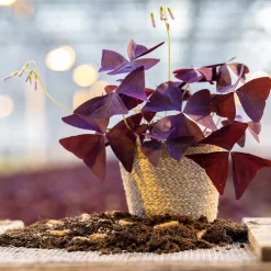Oxalis triangularis de hoja púrpura
