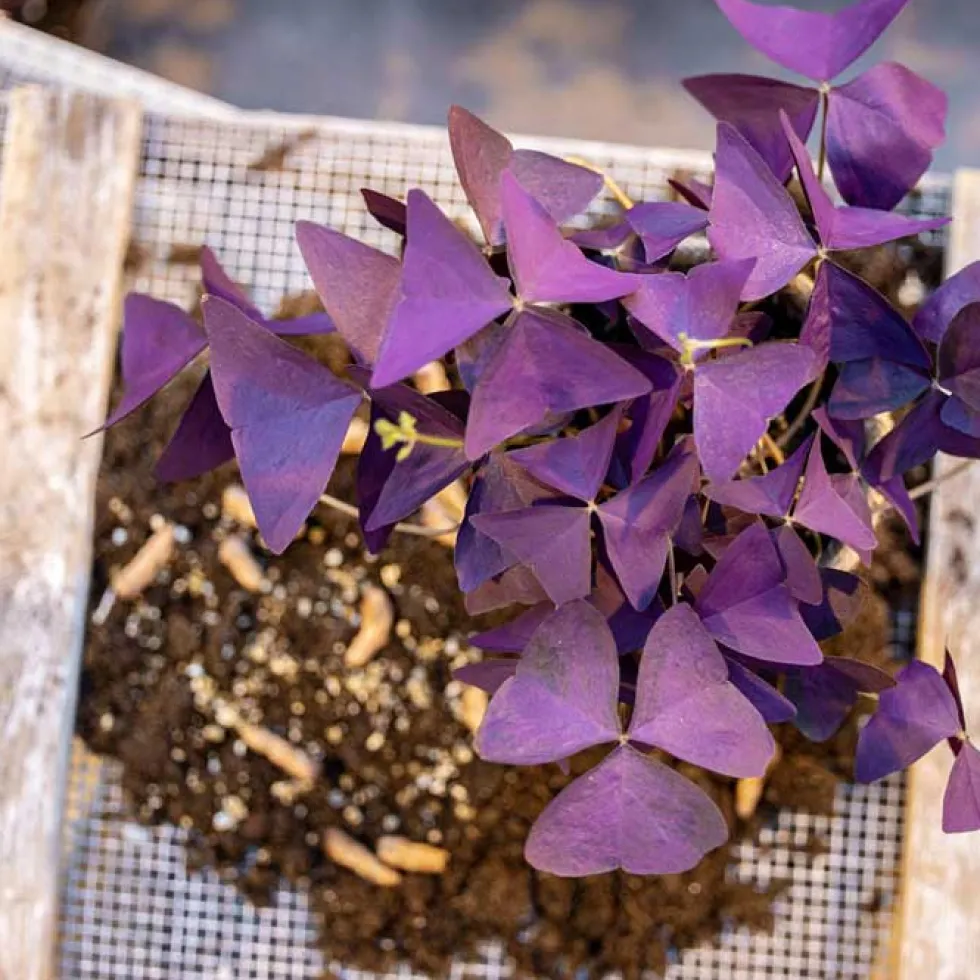 Oxalis triangularis de hoja púrpura