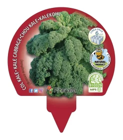 Pack 6 uds. Col Rizada Kale