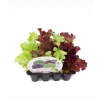 Pack 12 uds. Lechuga Mix I Salanova