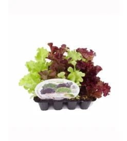 Pack 12 uds. Lechuga Mix I Salanova