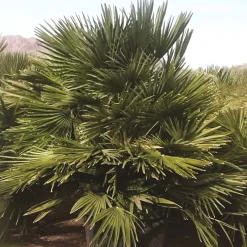Palmito (chamaerops humilis vulcano)
