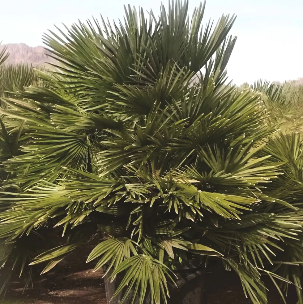 Palmito (chamaerops humilis vulcano)