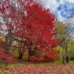 Parrotia persica