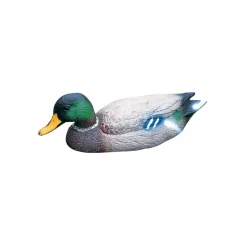 Pato salvaje macho