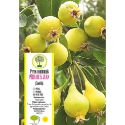 Peral 'Peras de San Juan' (Pyrus communis)