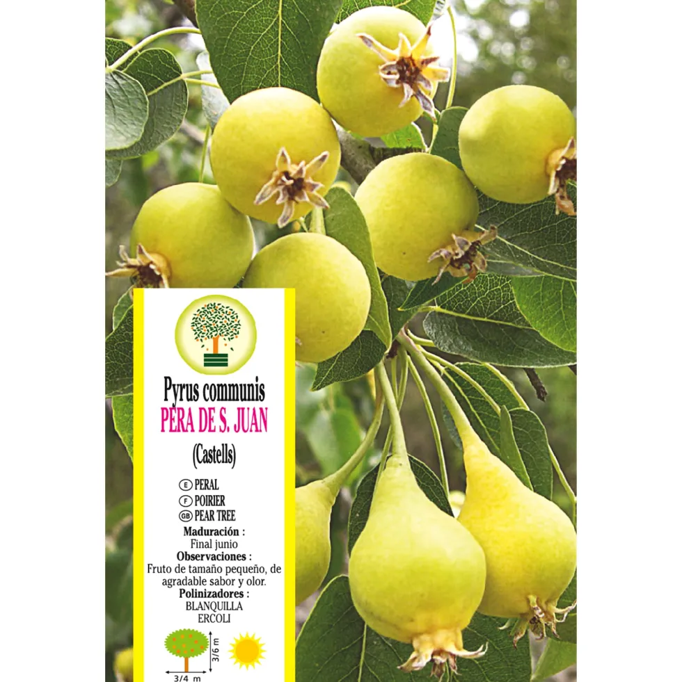Peral 'Peras de San Juan' (Pyrus communis)