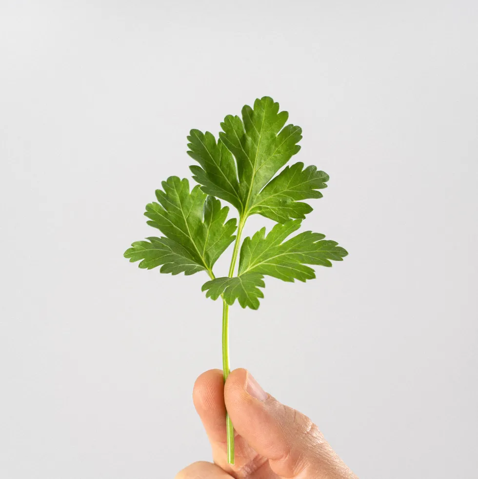 Perejil liso - Planta aromática