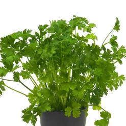 Perejil liso - Planta aromática