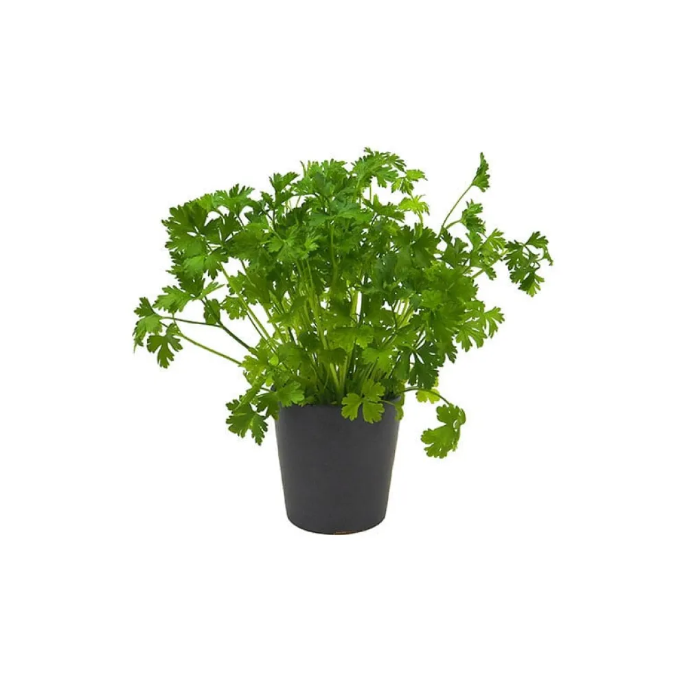 Perejil liso - Planta aromática