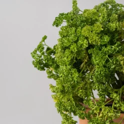 Perejil rizado - Planta aromática