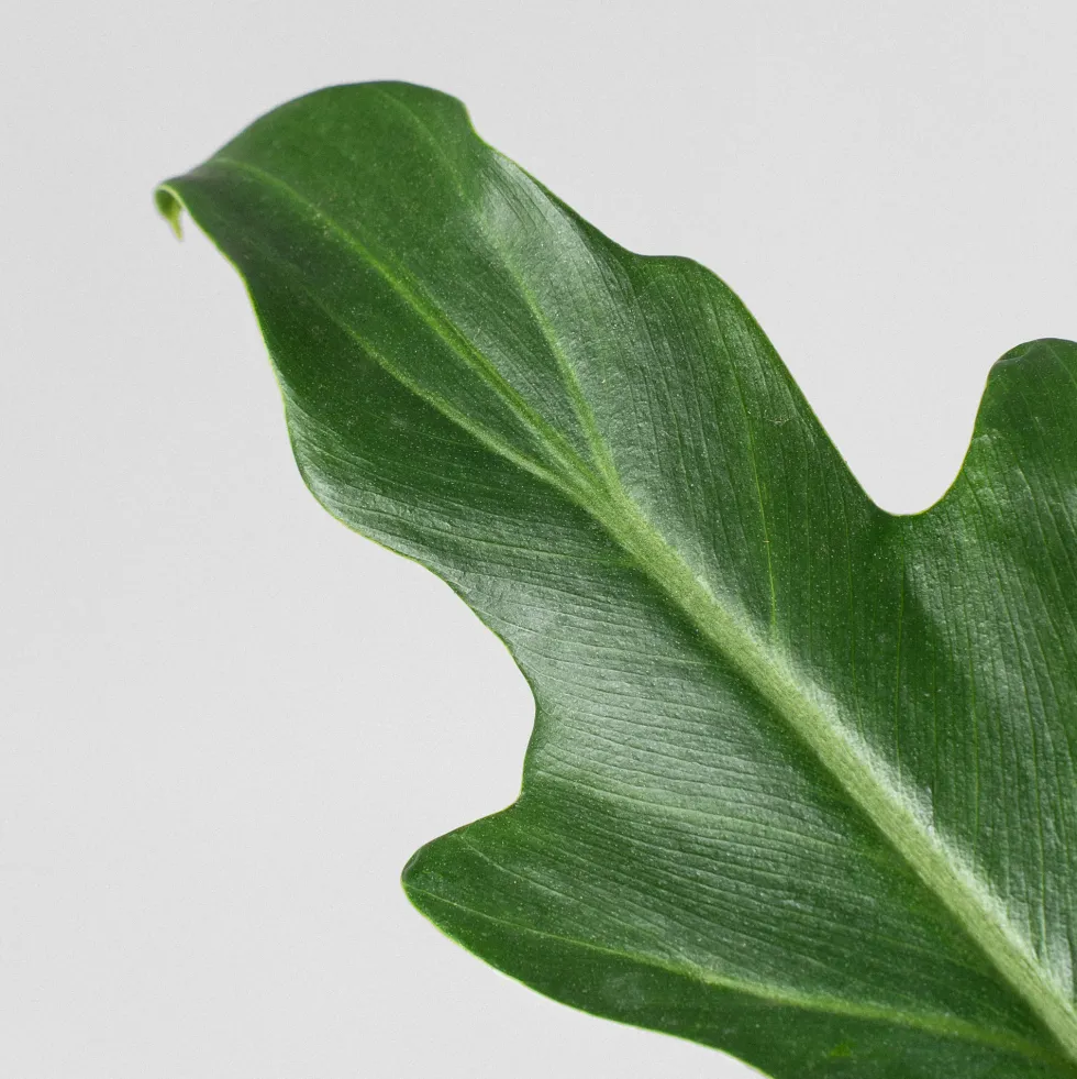 Philodendron xanadu