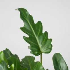 Philodendron xanadu