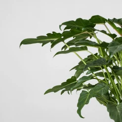 Philodendron xanadu