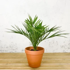 Phoenix canariensis (Palmera canaria)