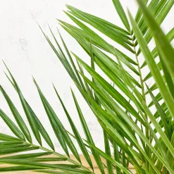 Phoenix canariensis (Palmera canaria)