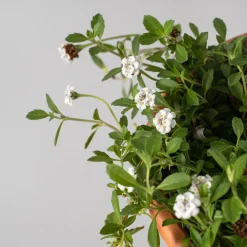 Phyla nodiflora