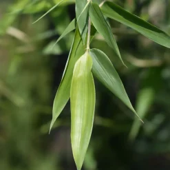 Phyllostachys bissetii (Bambú Bisset)