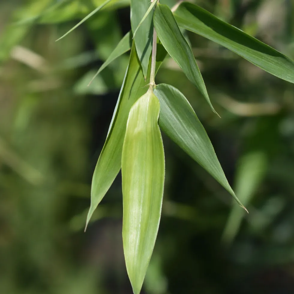 Phyllostachys bissetii (Bambú Bisset)