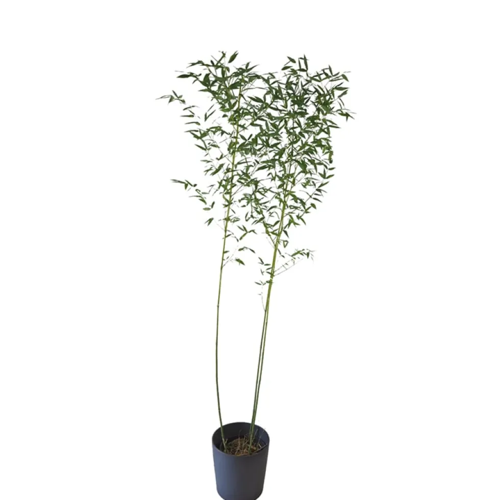 Phyllostachys bissetii (Bambú Bisset)