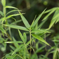 Phyllostachys bissetii (Bambú Bisset)