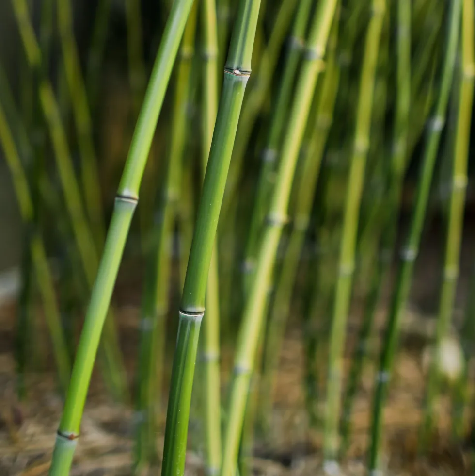 Phyllostachys bissetii (Bambú Bisset)