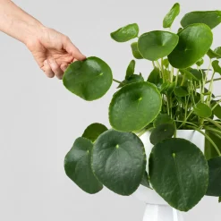 Pilea peperomioides