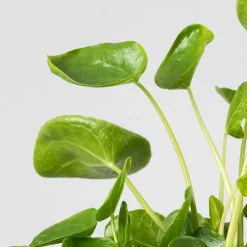 Pilea peperomioides