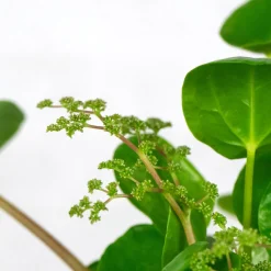 Pilea peperomioides