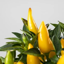 Pimiento ornamental 'Favorit'