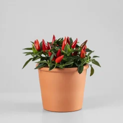 Pimiento ornamental 'Favorit'