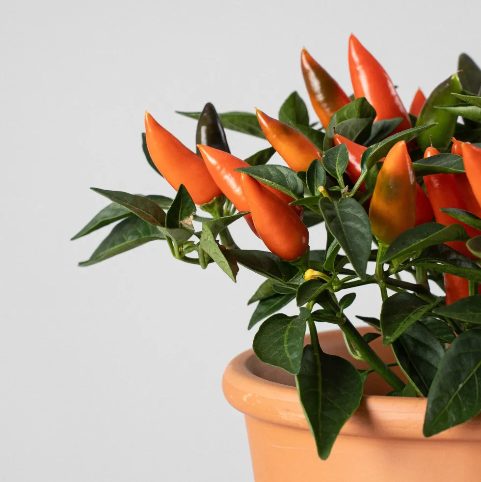Pimiento ornamental 'Favorit'