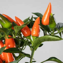 Pimiento ornamental 'Favorit'