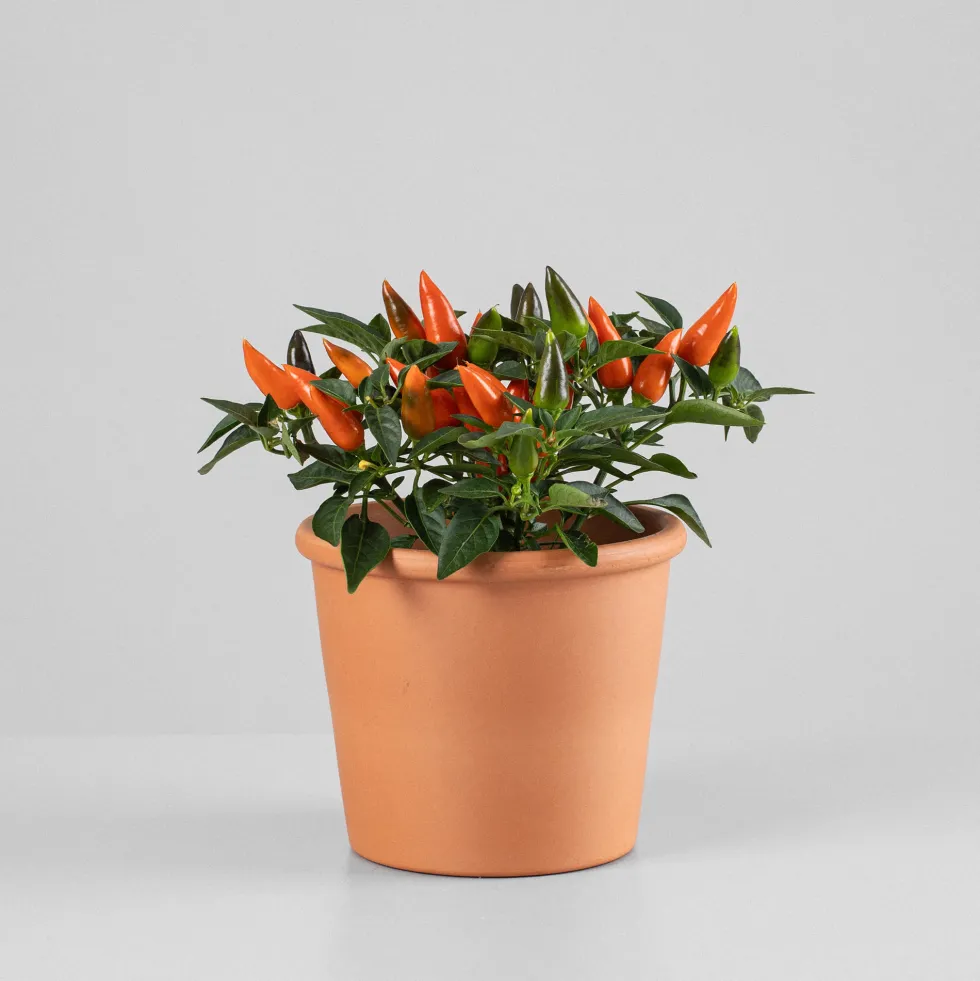 Pimiento ornamental 'Favorit'