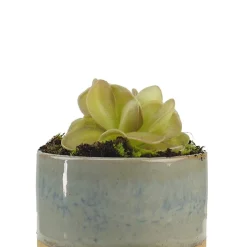 Pinguicula