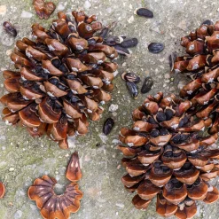 Pinus pinea (Pino piñonero)