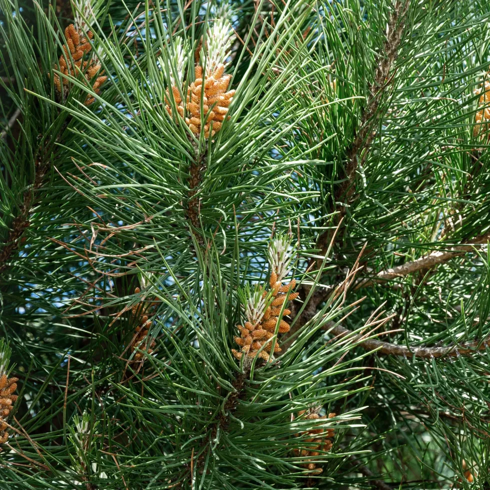 Pinus pinea (Pino piñonero)