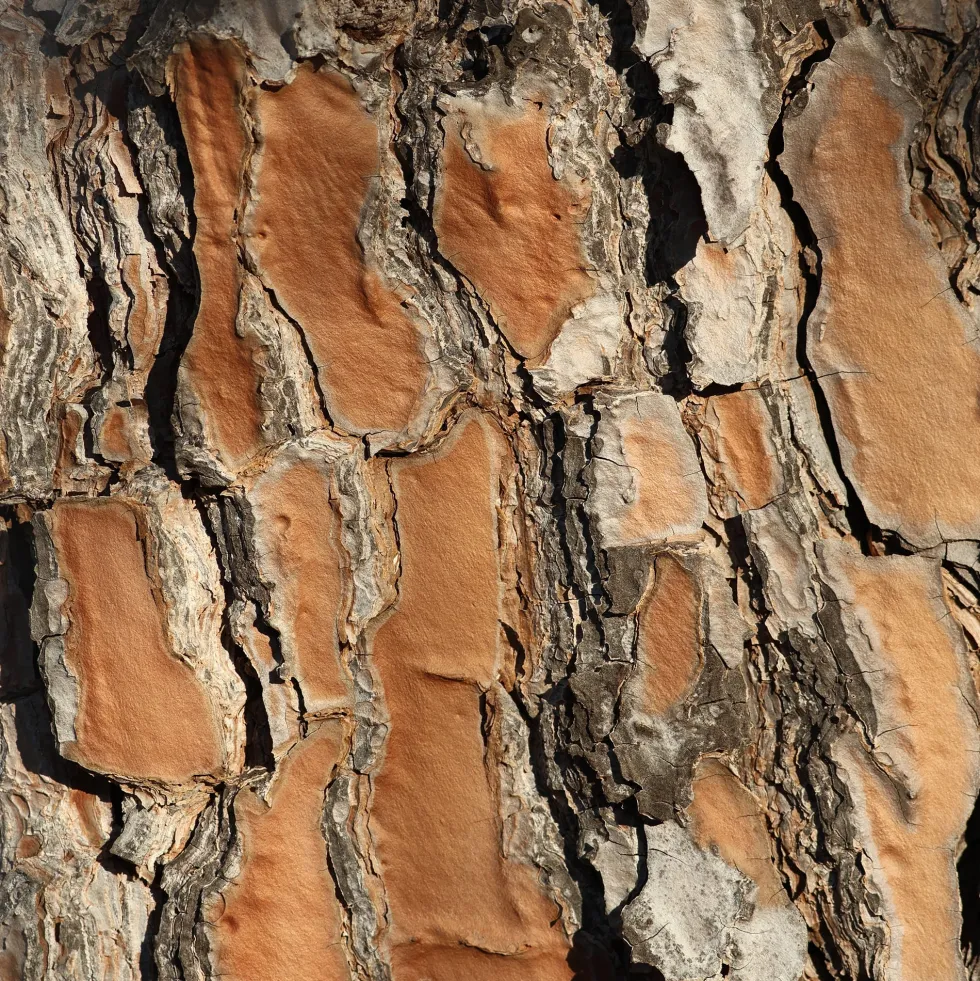 Pinus pinea (Pino piñonero)