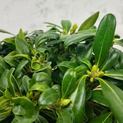 Pittosporum tobira 'Nana'
