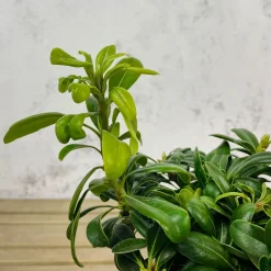 Pittosporum tobira 'Nana'
