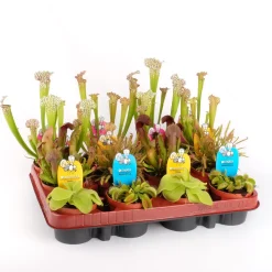 Planta carnívora