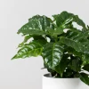 Planta del café