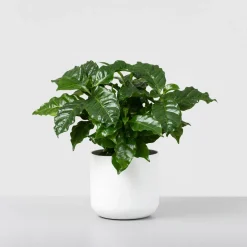 Planta del café